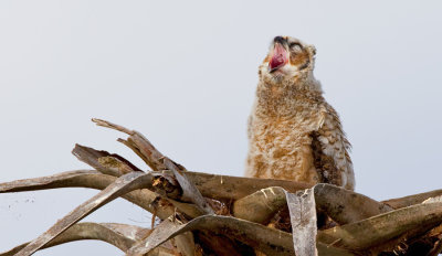 Great Horned Owl / Amerikaanse oehoe