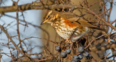 Redwing / Koperwiek