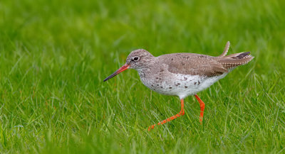 Common redshank / Tureluur 