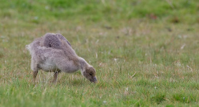 Greylag goose / Grauwe gans 