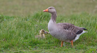 Greylag goose / Grauwe gans 