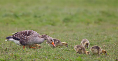 Greylag goose / Grauwe gans 