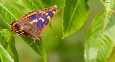 Lesser purple emperor forma clytie / Kleine weerschijnvlinder forma clytie