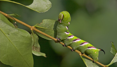 Privet Hawkmoth / Ligusterpijlstaart 