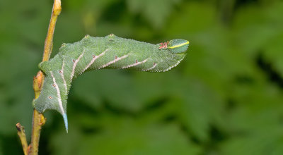 Eyed Hawkmoth / Pauwoogpijlstaart 