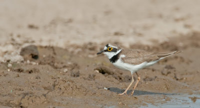Little Ringed Plover / Kleine plevier