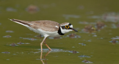 Little Ringed Plover / Kleine plevier