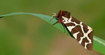 Garden tiger / Grote beer 