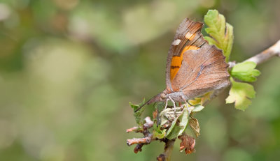 Nettle-Tree Butterfly / Snuitvlinder 