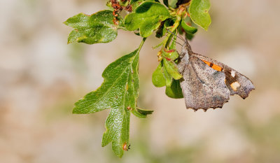 Nettle-Tree Butterfly / Snuitvlinder 