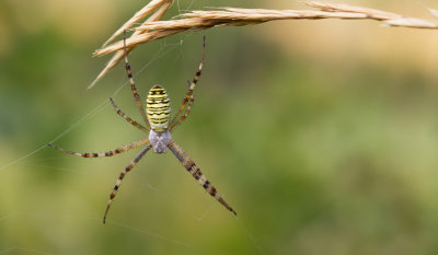 Wasp spider / Wespenspin