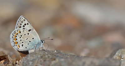 Escher's Blue ssp. dalmaticus / Groot tragantblauwtje ssp. dalmaticus