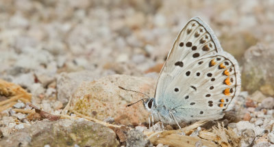 Escher's Blue ssp. dalmaticus / Groot tragantblauwtje ssp. dalmaticus