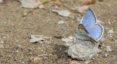 Escher's Blue ssp. dalmaticus / Groot tragantblauwtje ssp. dalmaticus