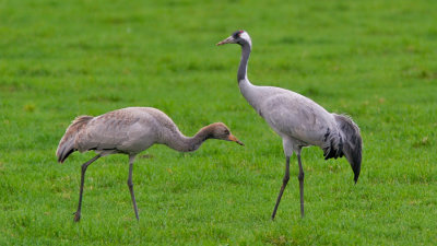 Common Crane / Kraanvogel