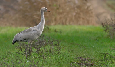 Common Crane / Kraanvogel