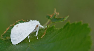 Yellow-tail / Donsvlinder