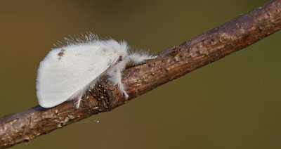 Yellow-tail / Donsvlinder