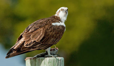 North American Osprey / Noord Amerikaanse Visarend (Pandion Heliaetus Carolinensis)