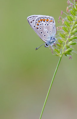 False eros blue / Bremblauwtje