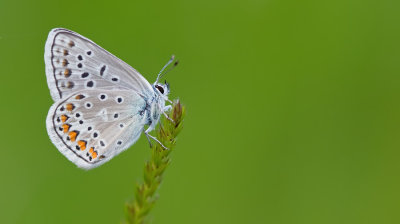 False eros blue / Bremblauwtje