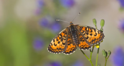 Lesser spotted fritillary / Toortsparelmoervlinder