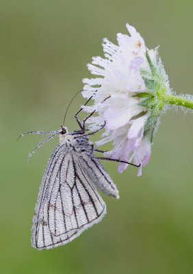 Black-veined Moth / Vals witje