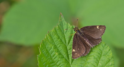 Large chequered skipper / Spiegeldikkopje