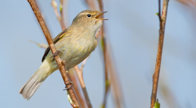 Common Chiffchaff / Tjiftjaf 