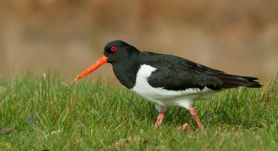 Oystercatcher / Scholekster 