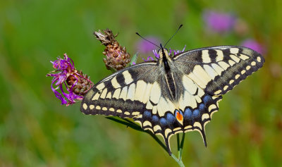 European Swallowtail / Koninginnenpage