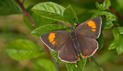 Brown Hairstreak / Sleedoornpage