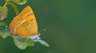 Brown Hairstreak / Sleedoornpage