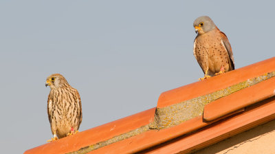 Lesser kestrel / Kleine torenvalk