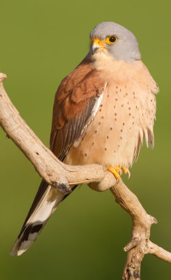 Lesser kestrel / Kleine torenvalk