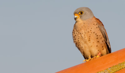 Lesser kestrel / Kleine torenvalk
