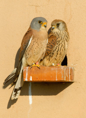 Lesser kestrel / Kleine torenvalk