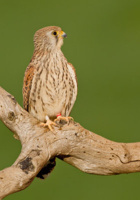 Lesser kestrel / Kleine torenvalk