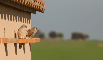 Lesser kestrel / Kleine torenvalk