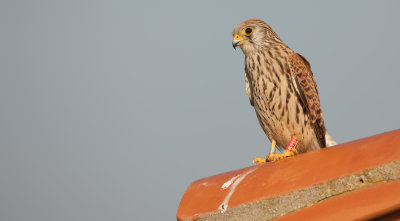 Lesser kestrel / Kleine torenvalk