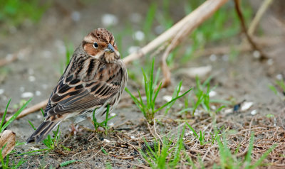 Little Bunting / Dwerggors