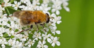 Criorhina berberina / Kleine woudzwever