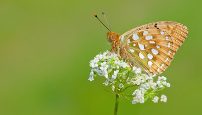 Dark-green fritillary / Grote Parelmoervlinder