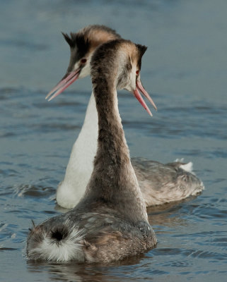 Great crested grebe / Fuut
