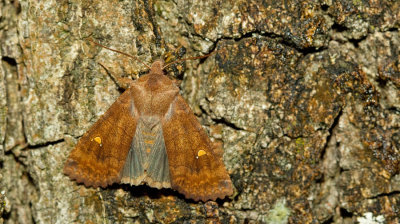 Eupsilia transversa / Wachtervlinder