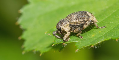 Cryptorhynchus lapathi / Elzensnuitkever