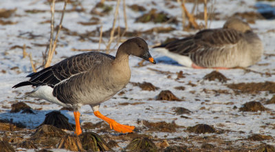 Tundra Bean Goose / Toendra rietgans