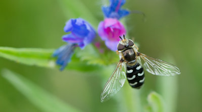 Scaeva pyrastri / Witte halvemaanzweefvlieg