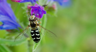 Scaeva pyrastri / Witte halvemaanzweefvlieg