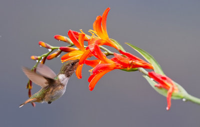 Scintillant Hummingbird / Fonkelende kolibrie